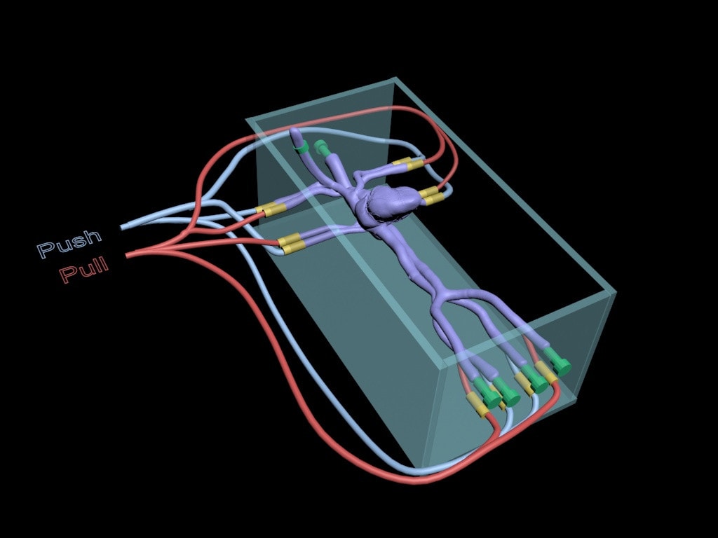 Adult Female Heart for X-Ray CT, US, MRI