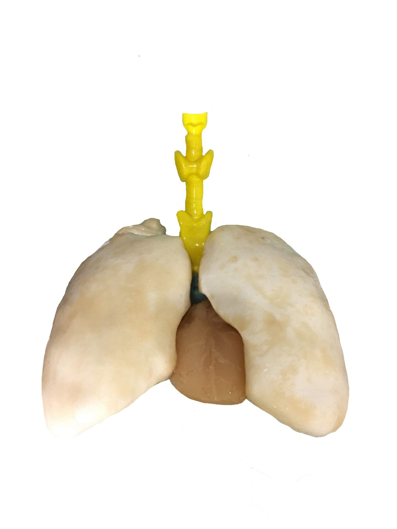 Adult Male Human Torso Phantom Model - Internal