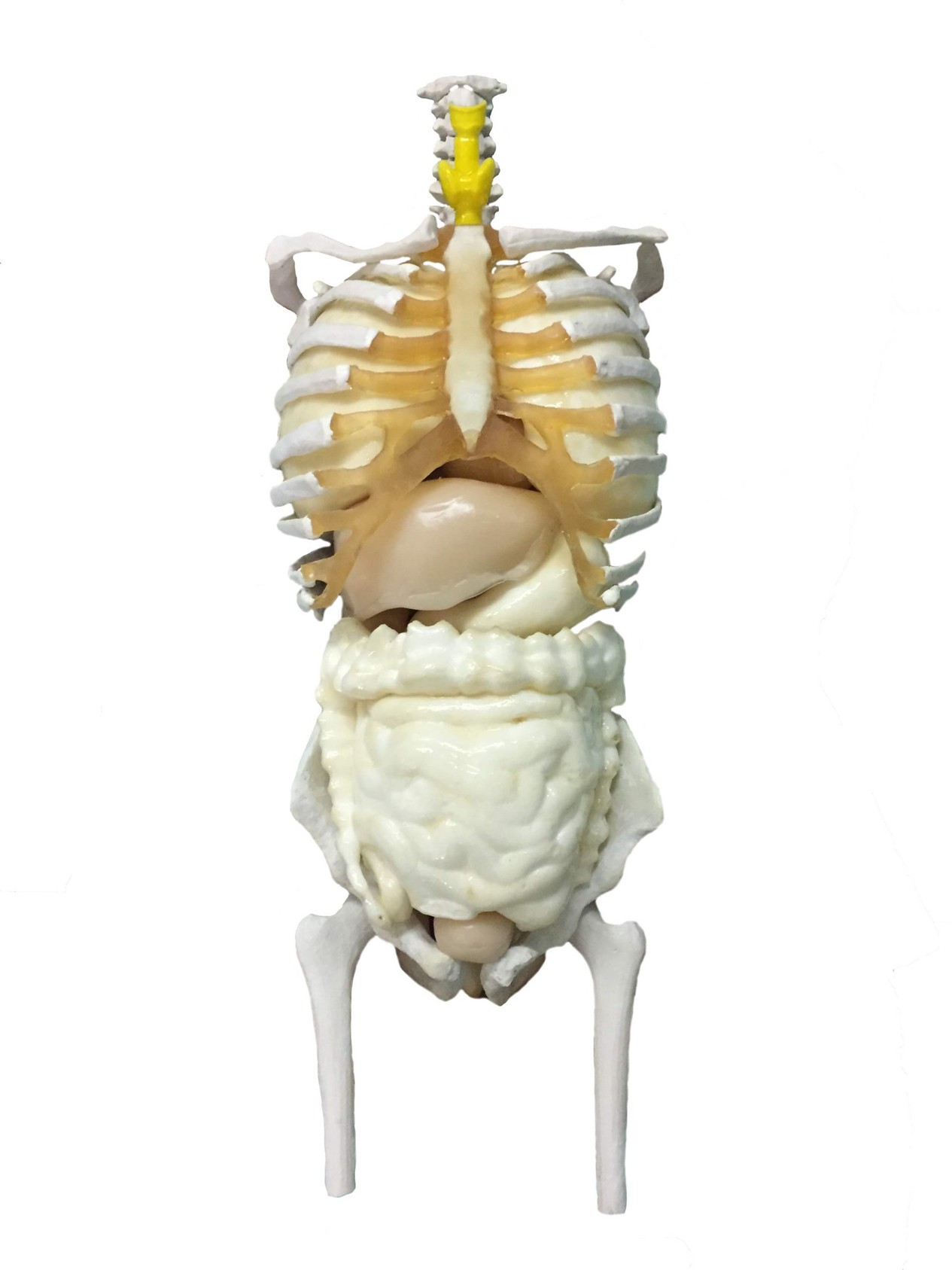 Adult Male Human Torso Phantom Model - Internal