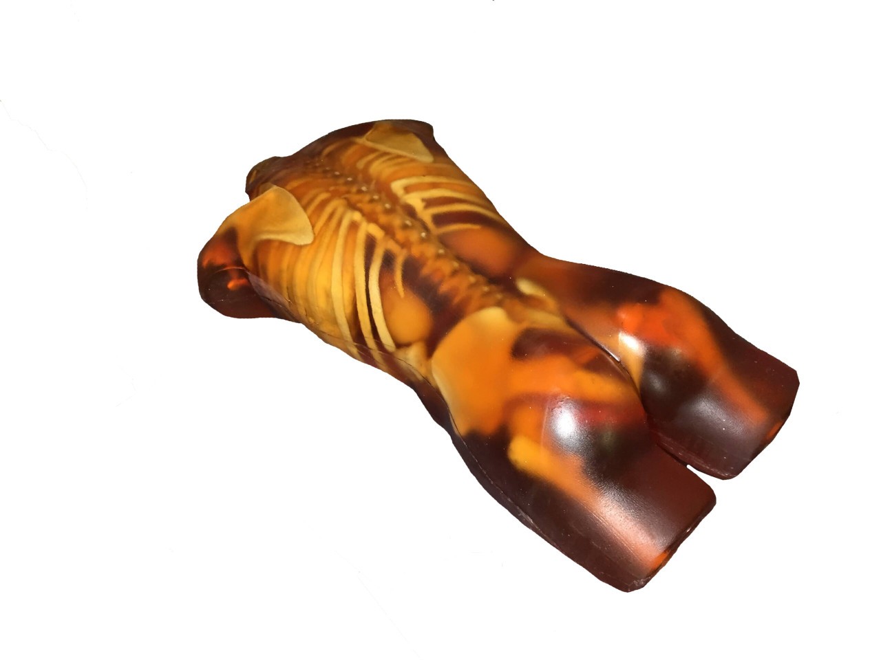 Adult Male Human Torso Phantom Model