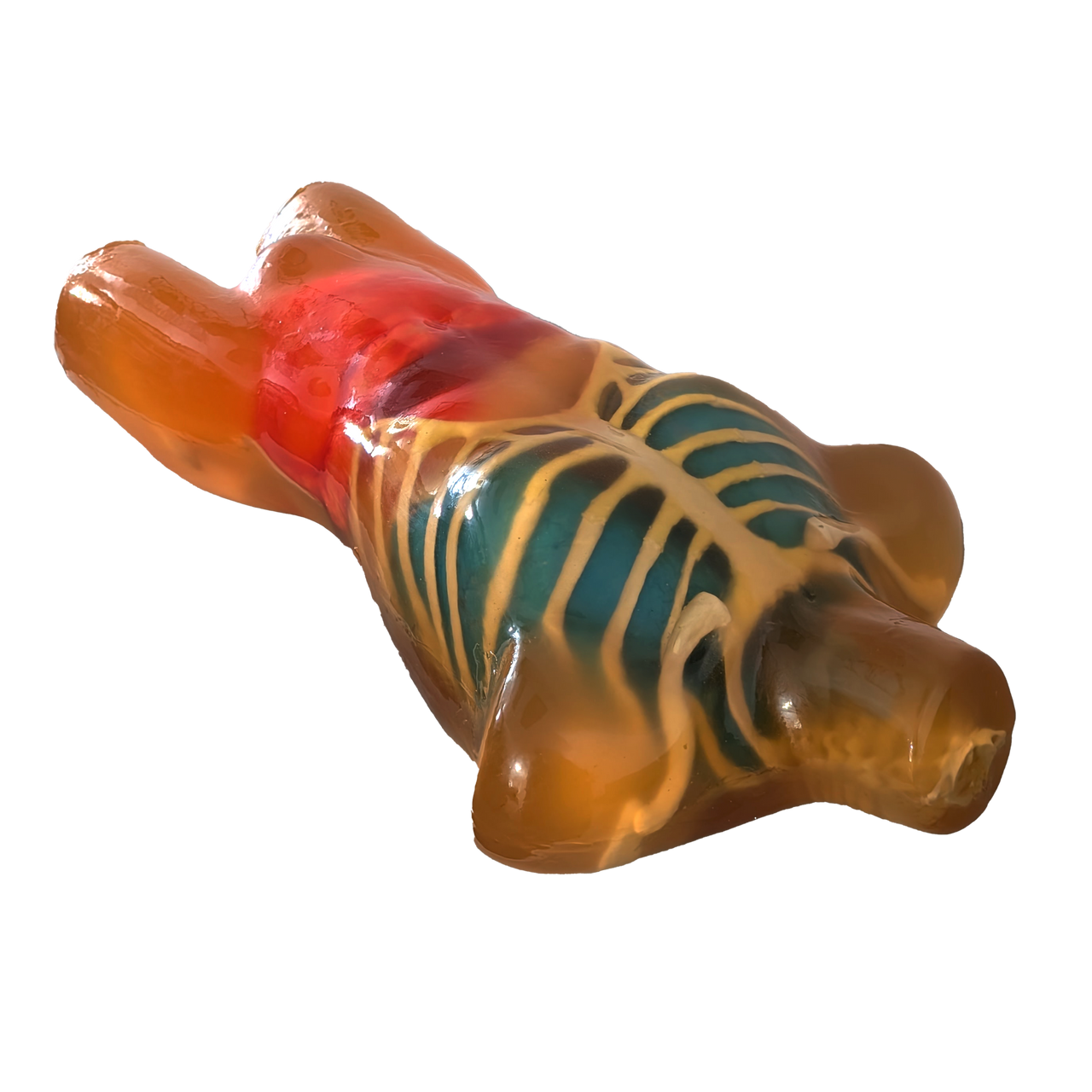 Adult Male Human Torso Phantom Model
