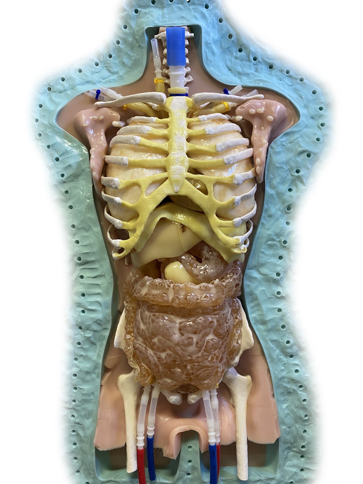 Advanced Adult Male Human Torso Phantom Model