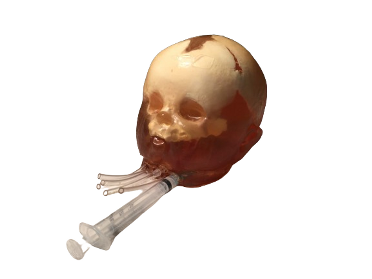 Dynamic Newborn Baby Head Phantom Model