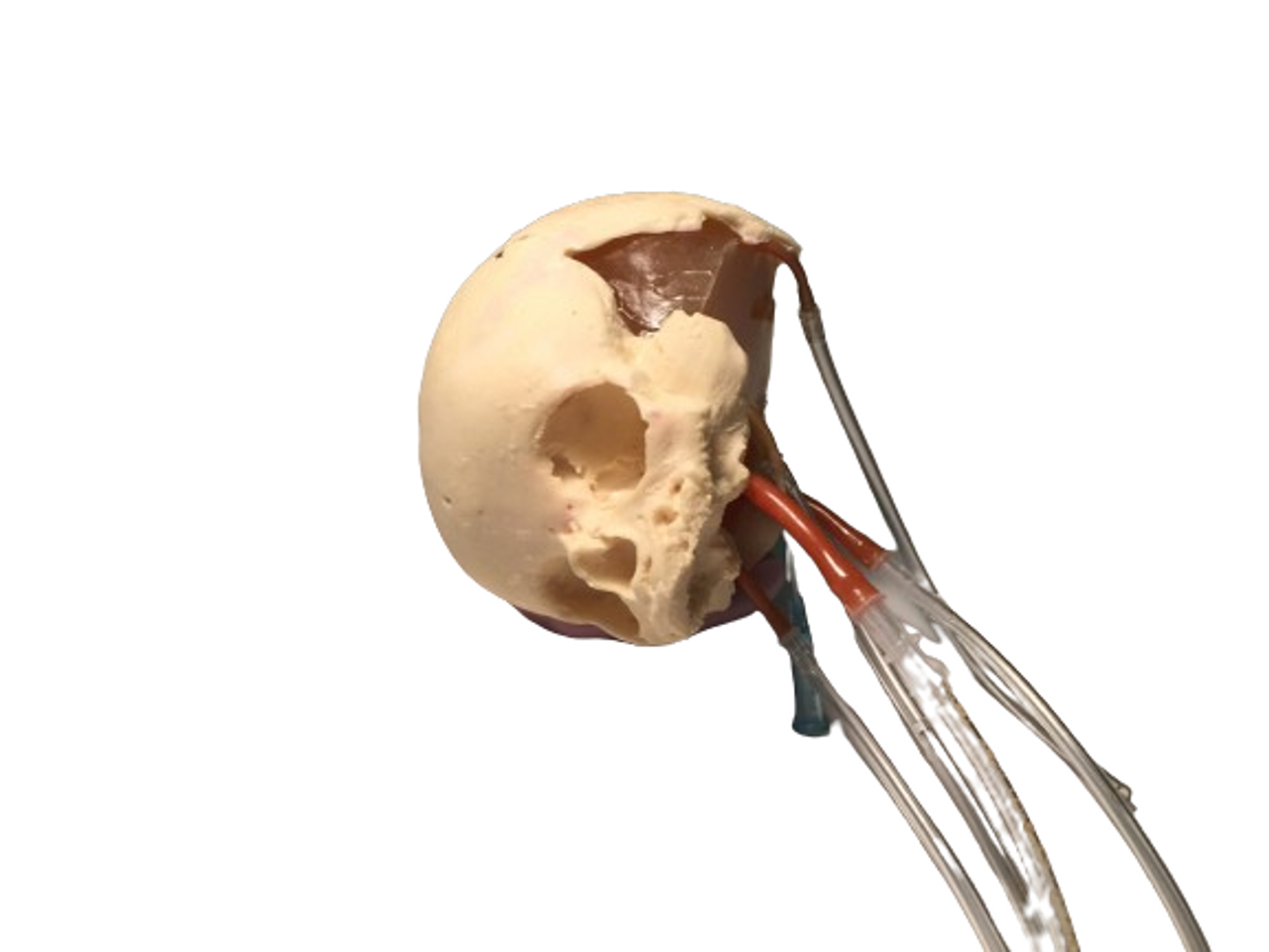 Dynamic Newborn Baby Head Phantom Model