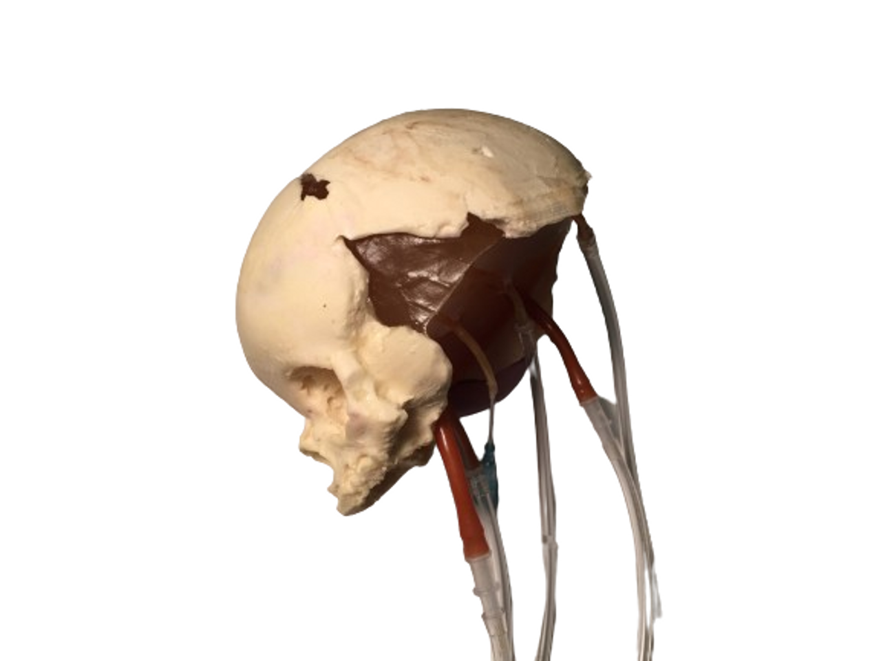 Dynamic Newborn Baby Head Phantom Model