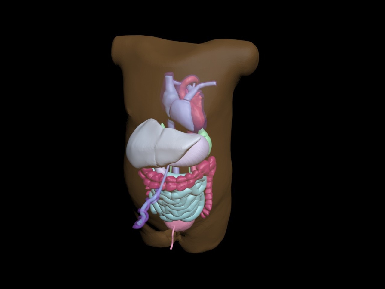 Newborn Baby Torso Phantom Model - Design