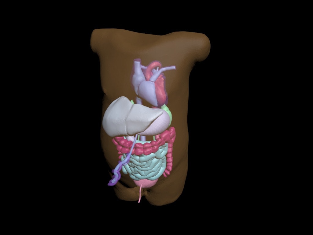 Newborn Baby Torso Phantom Model - Design