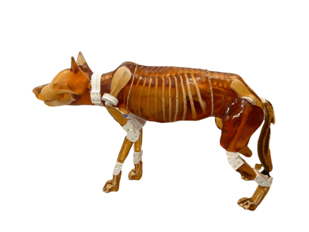 Detachable Female Dog Phantom