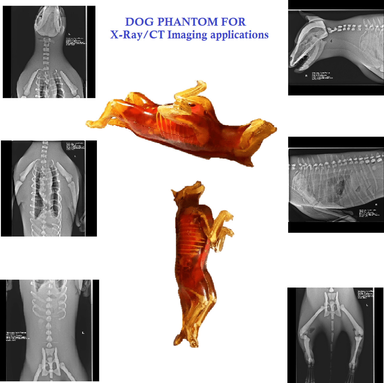 Detachable Female Dog Phantom