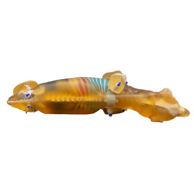 Canine Phantom for X-Ray CT, US, MRI