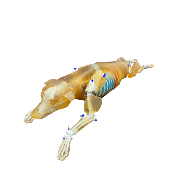 Canine Phantom for X-Ray CT, US, MRI
