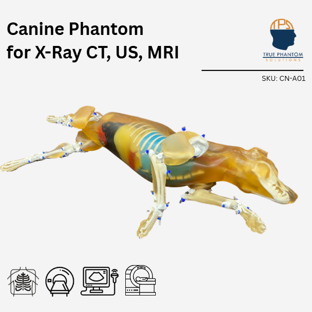 Canine Phantom for X-Ray CT, US, MRI