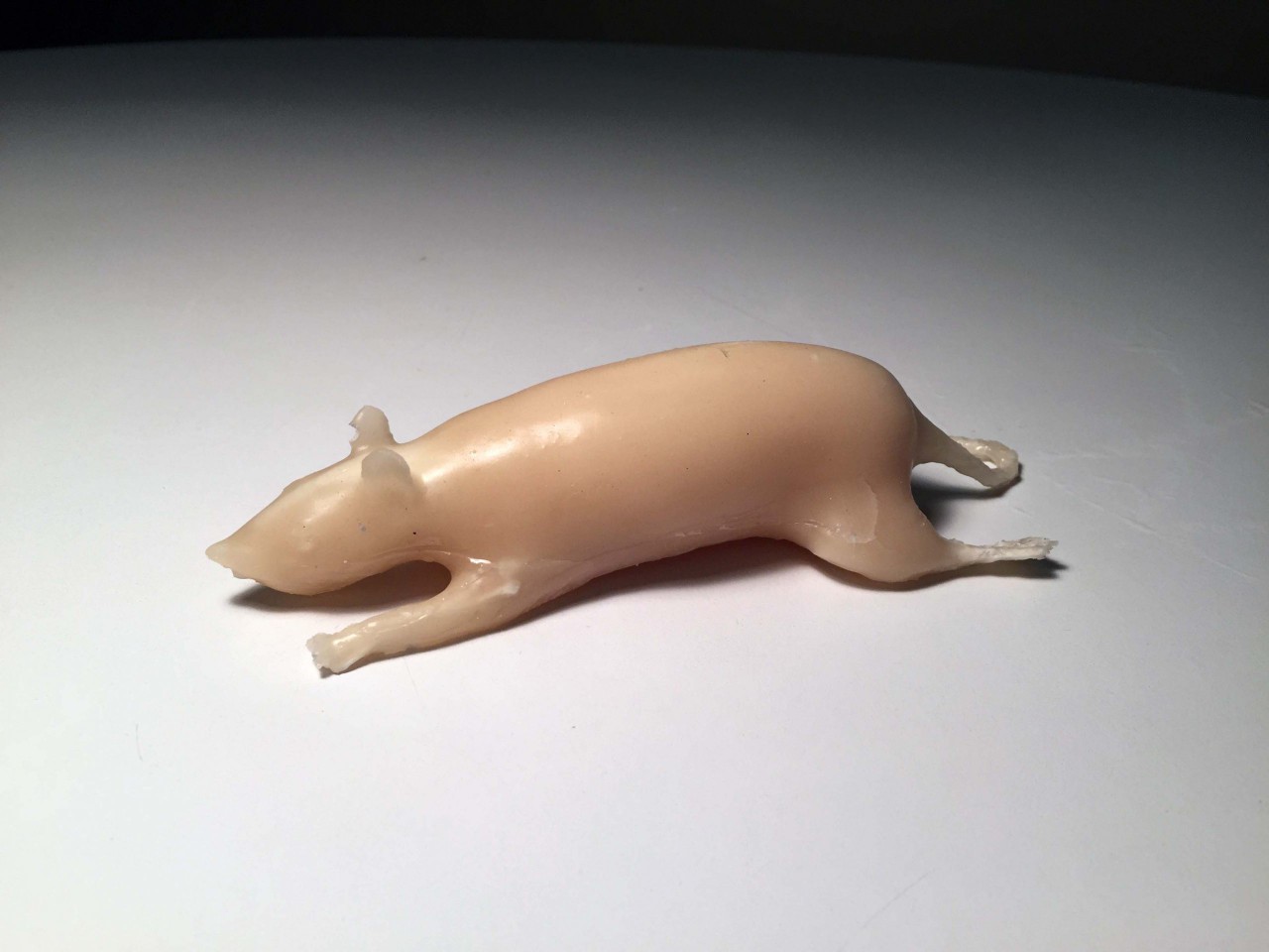 Rat Phantom Model - X-Ray CT, Ultrasound