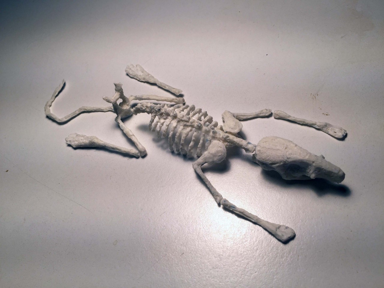 Rat Phantom Model