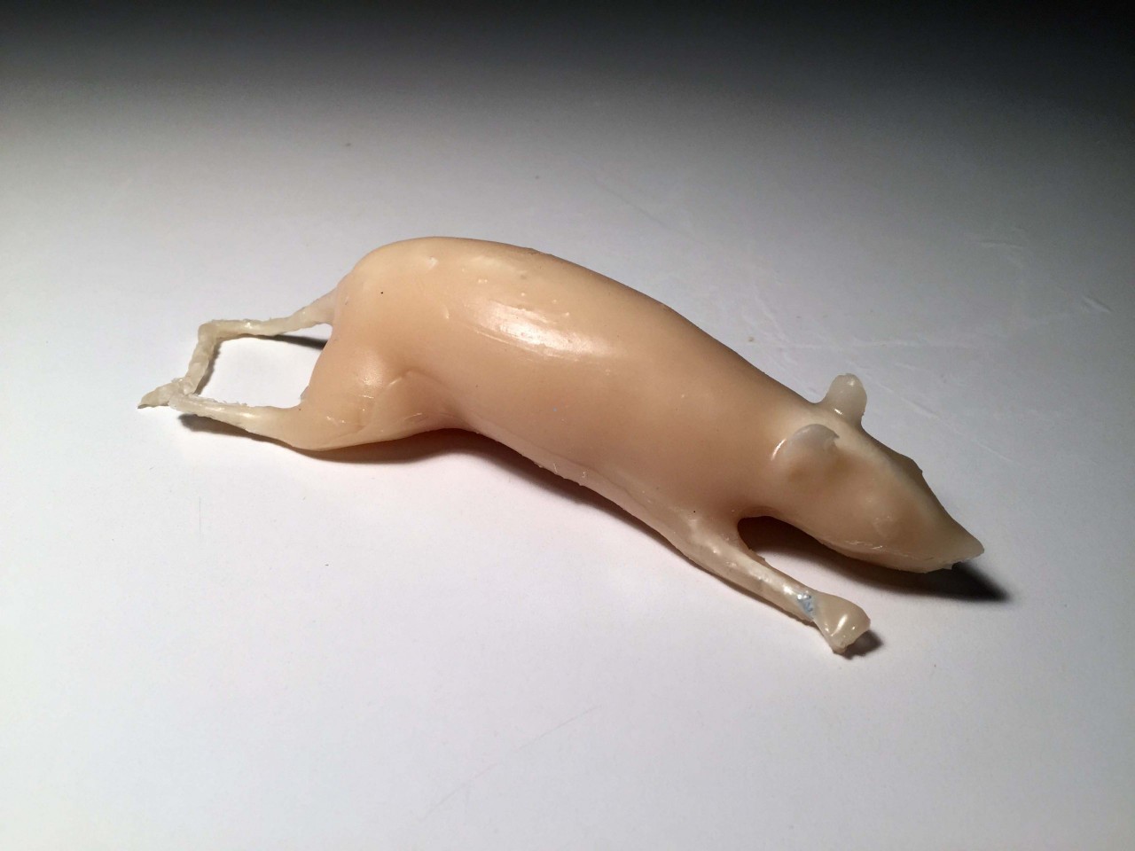 Rat Phantom Model - X-Ray CT, Ultrasound