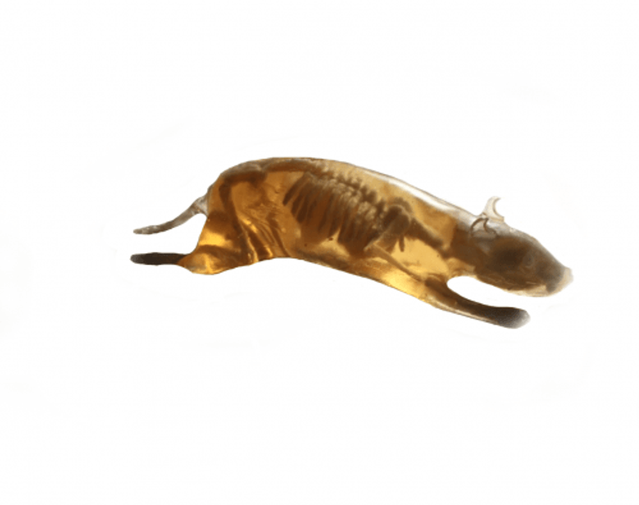 Rat Phantom Model - X-Ray CT, MRI