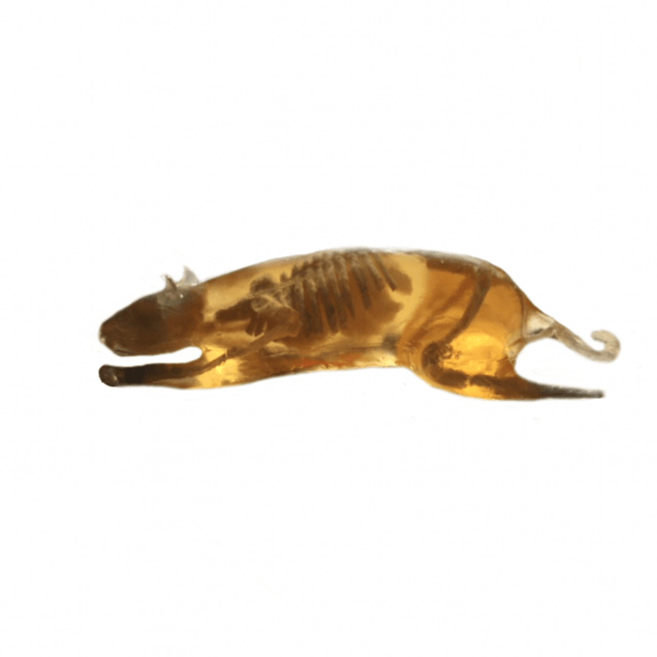 Rat Phantom Model - X-Ray CT, MRI