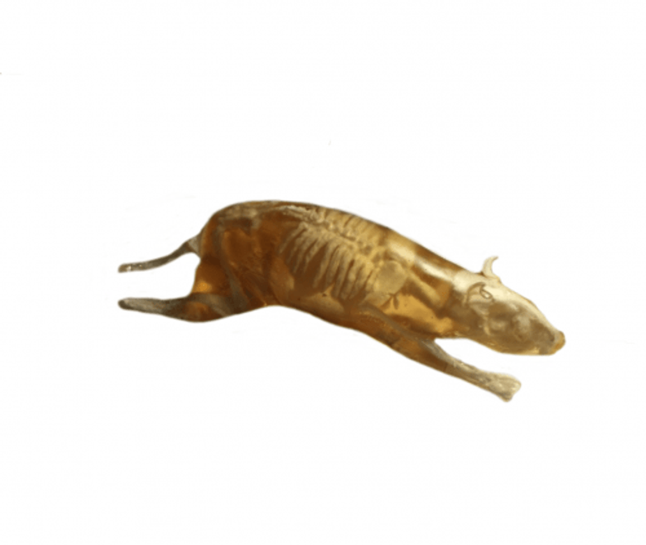 Rat Phantom Model - X-Ray CT, MRI