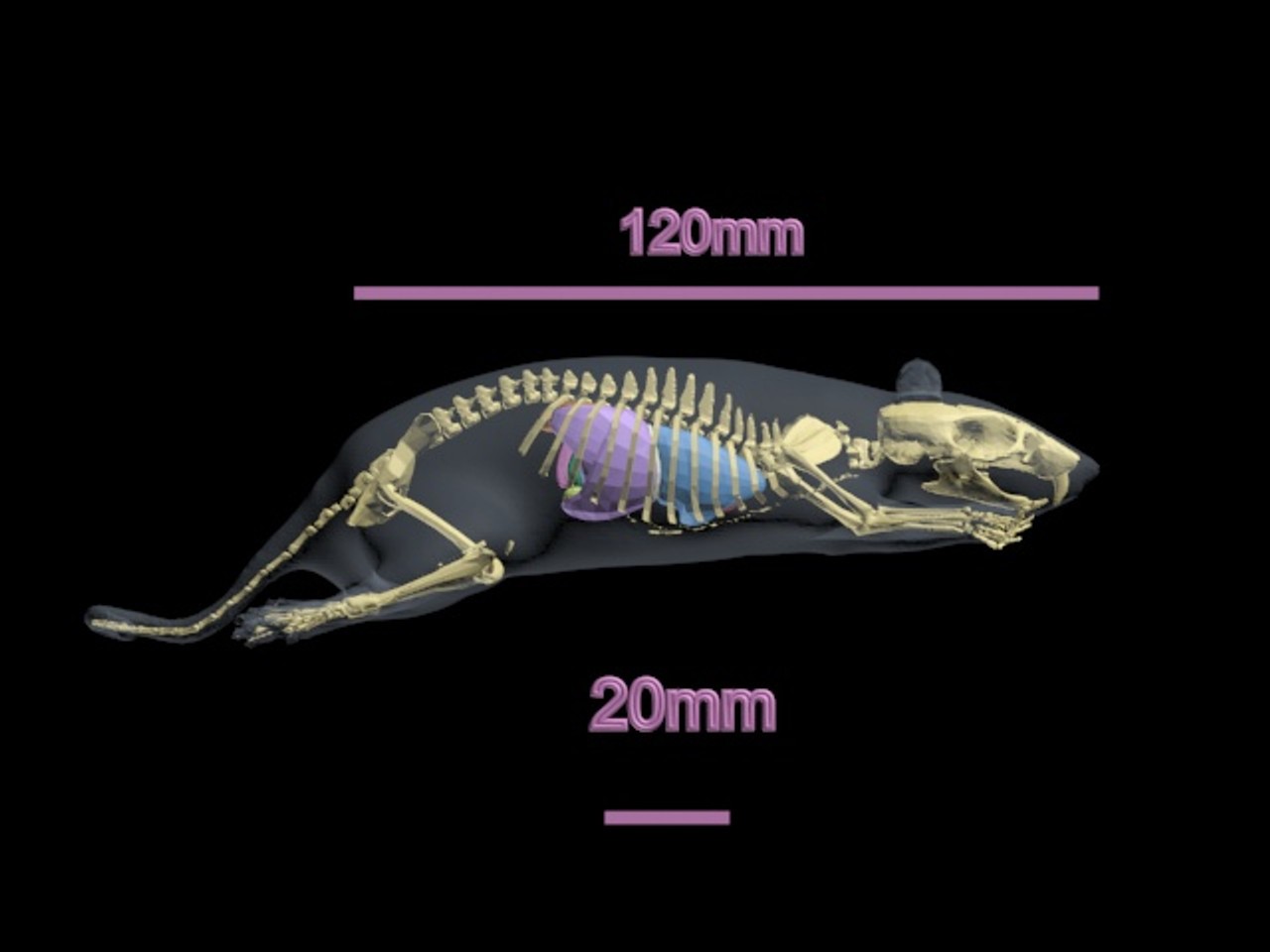 Rat Phantom Model