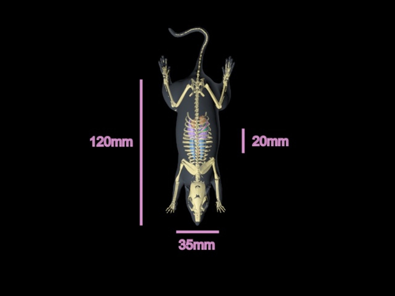 Rat Phantom Model