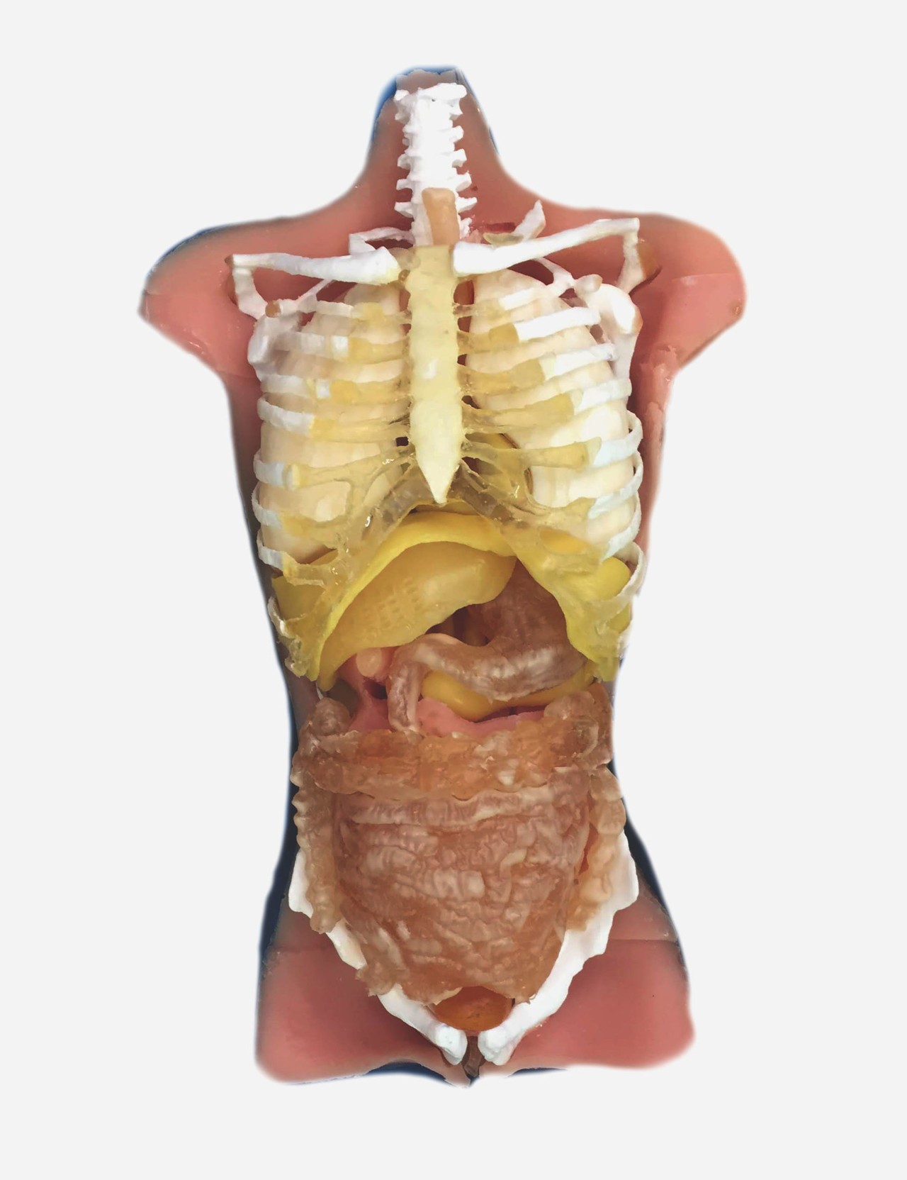 Adult Male Torso Sonography Phantom