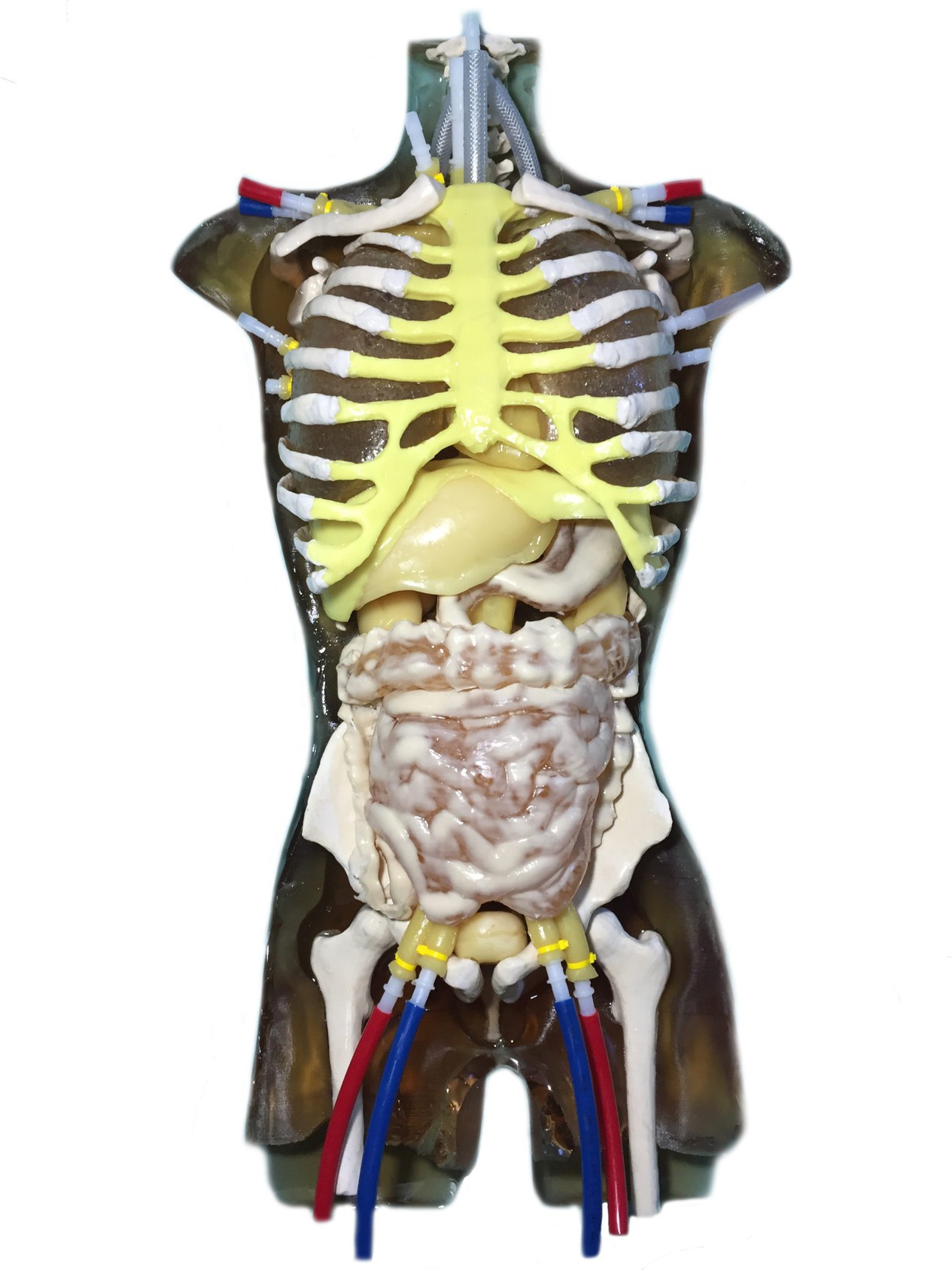 Adult Torso for X-Ray CT, US