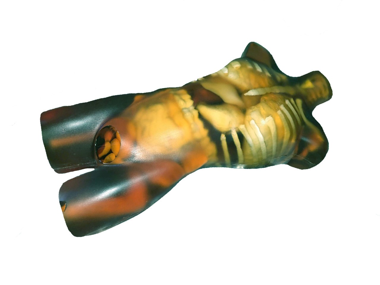 Adult Torso for X-Ray CT, US