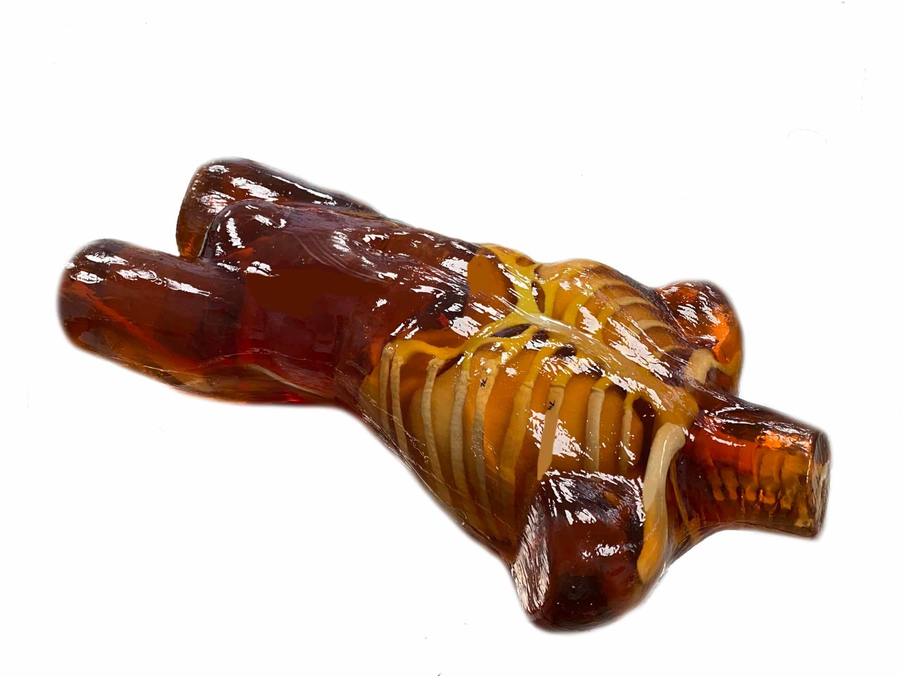 Adult Torso for X-Ray CT, US
