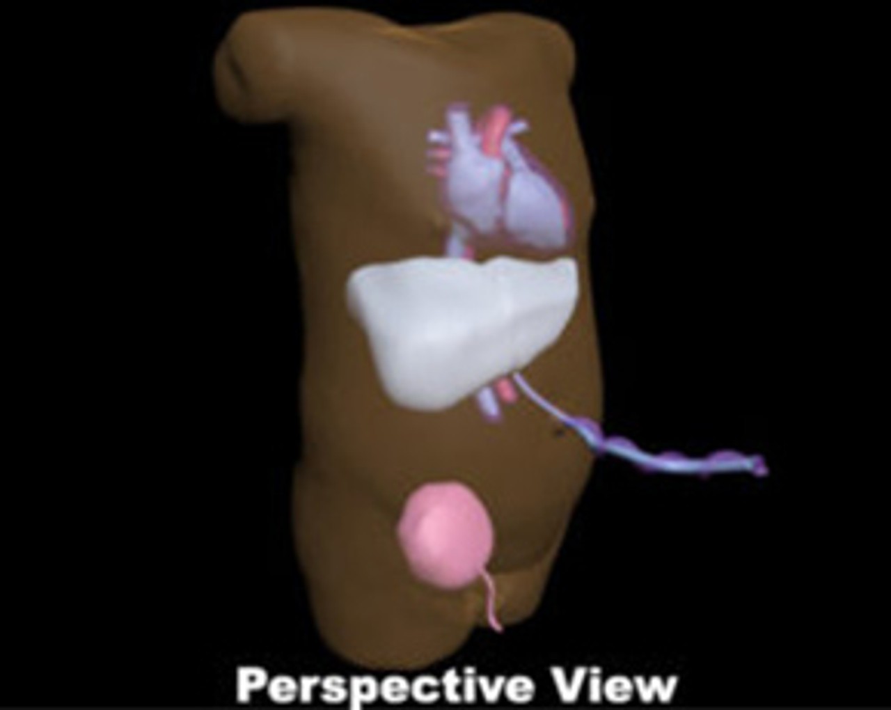 Newborn 40-Week Old Baby Torso Ultrasound Phantom - Design