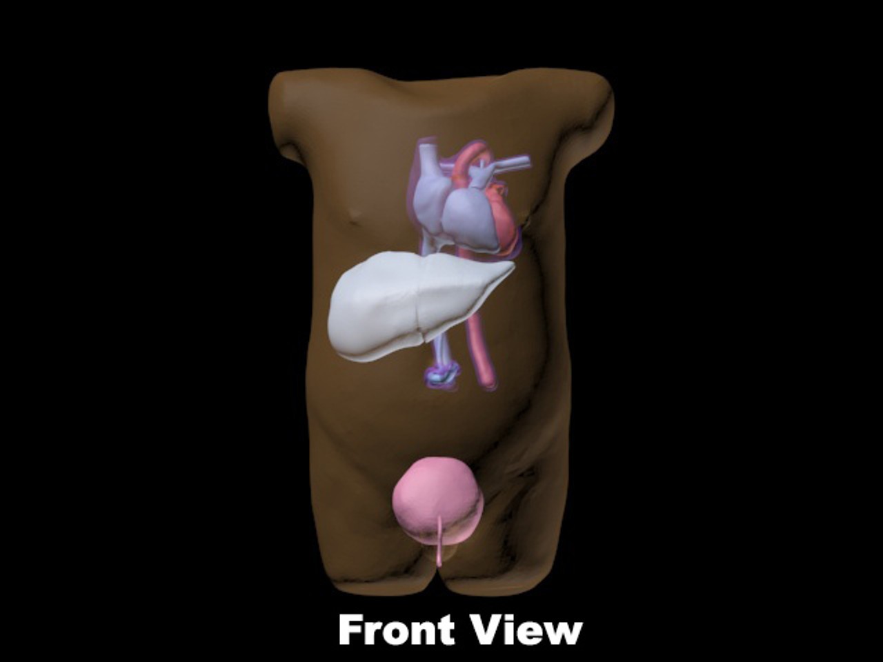Newborn 40-Week Old Baby Torso Ultrasound Phantom - Design