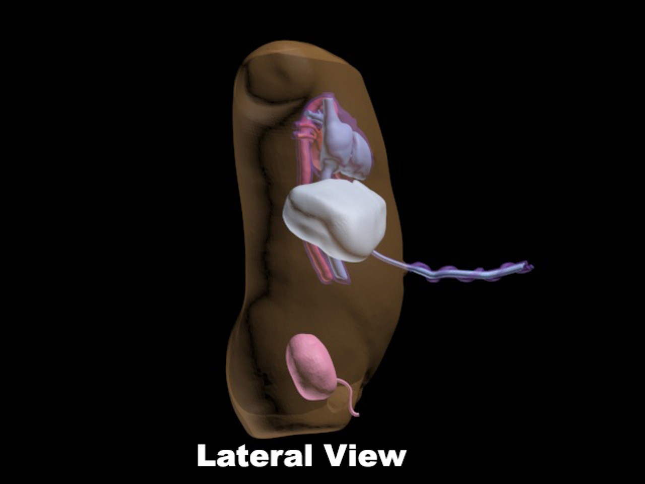 Newborn 40-Week Old Baby Torso Ultrasound Phantom - Design