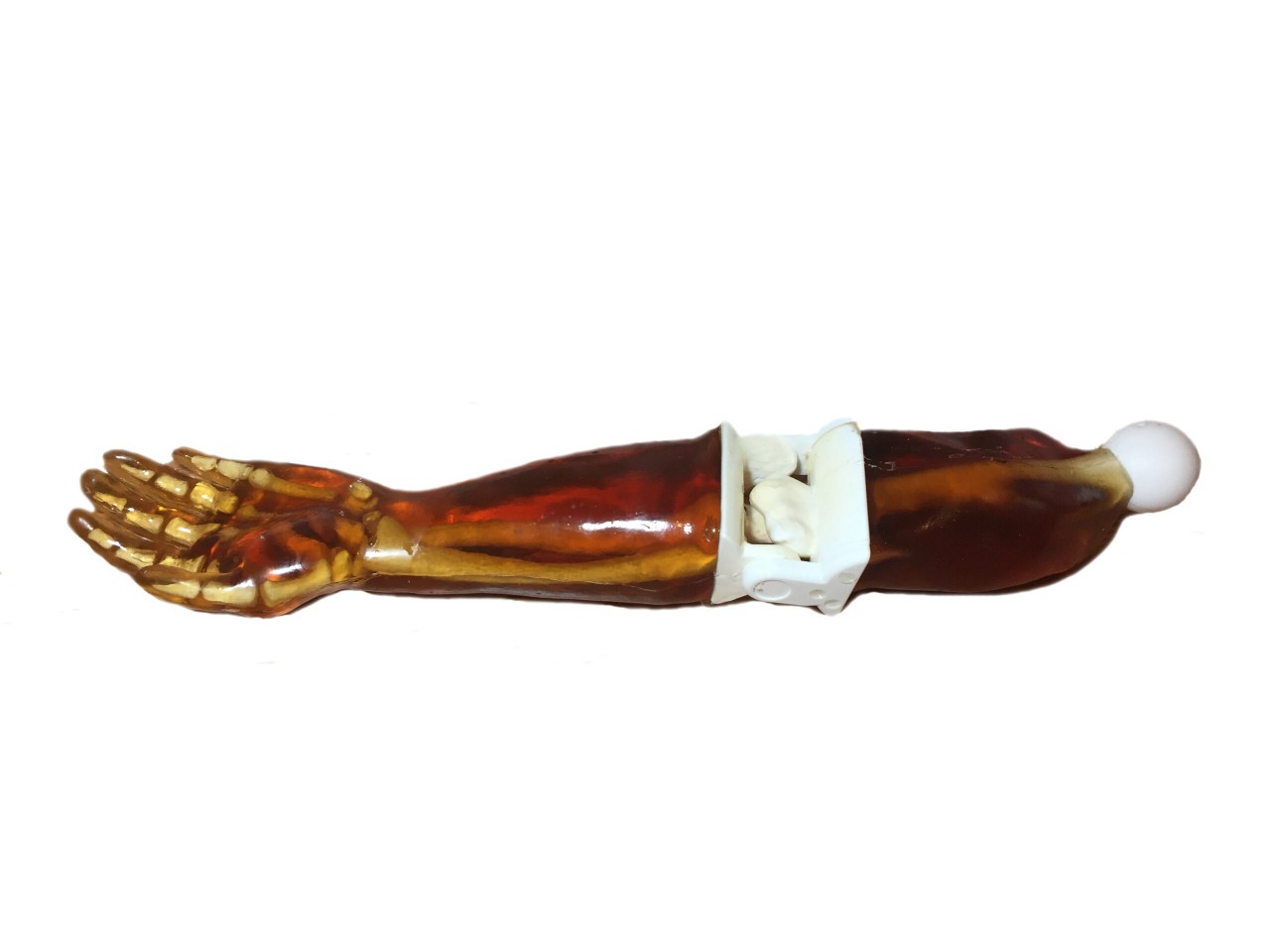Adult Arm X-Ray Phantom Model
