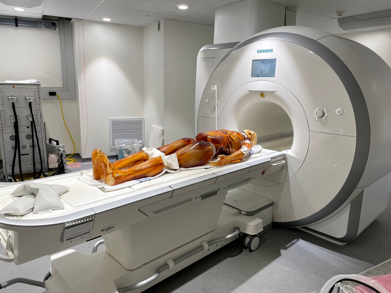 Adult Male Full Body X-Ray/CT and MRI Phantom Model