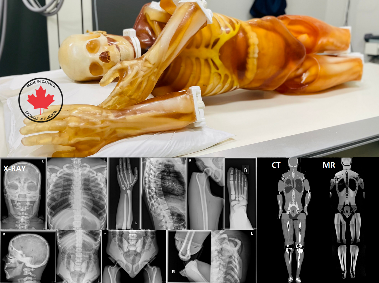 Adult Male Full Body X-Ray/CT and MRI Phantom Model
