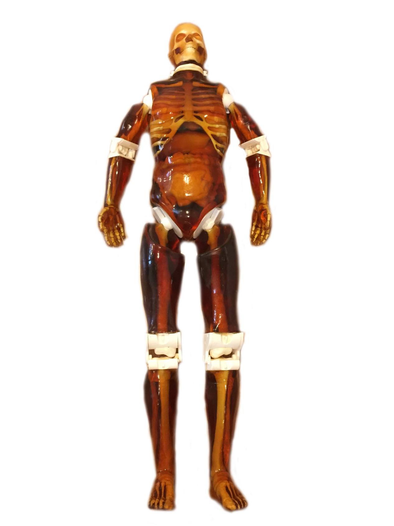 Adult Male Full Body X-Ray/CT and MRI Phantom Model