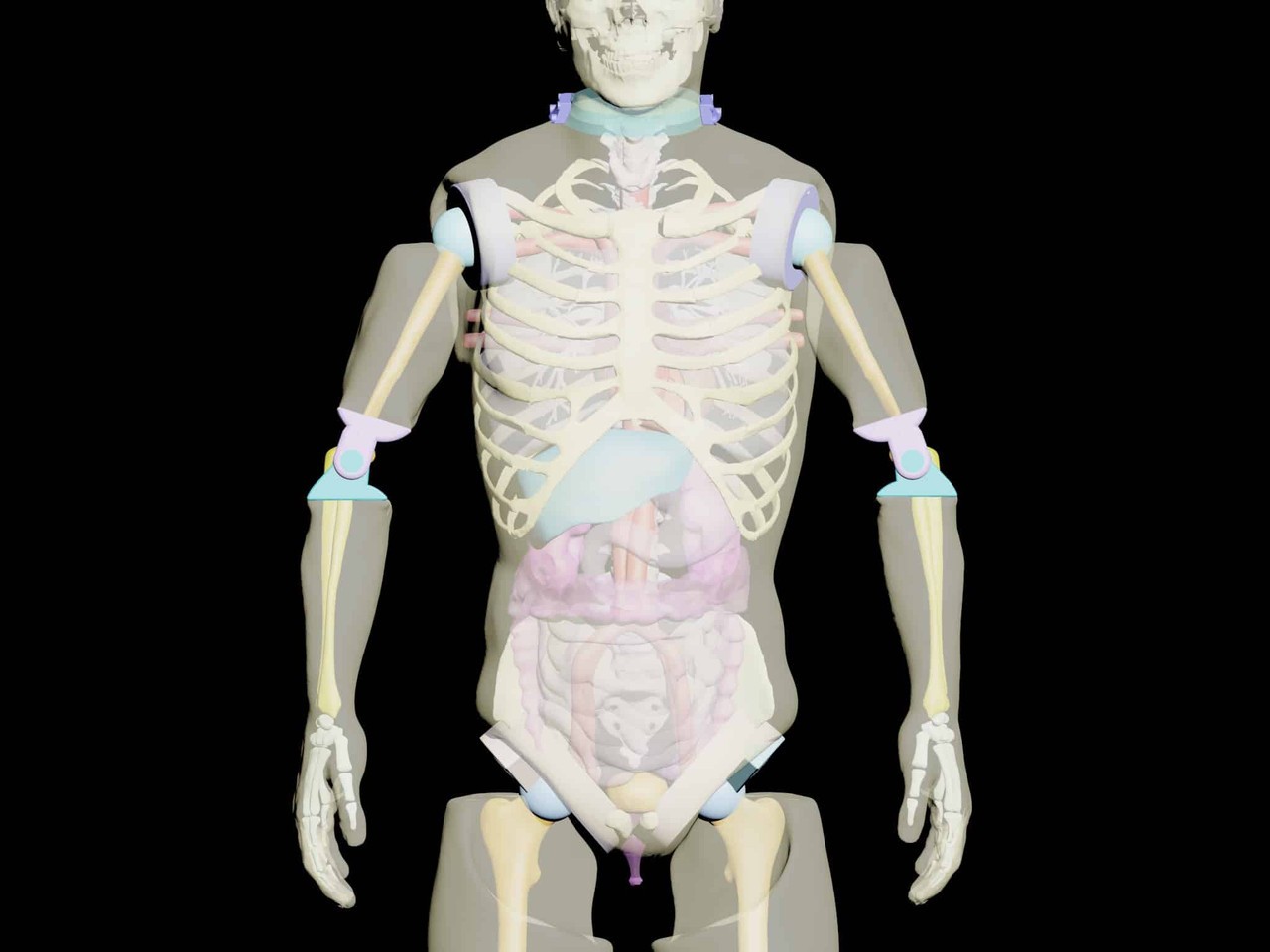 Adult Male Full Body X-Ray/CT and MRI Phantom Model - Product designs