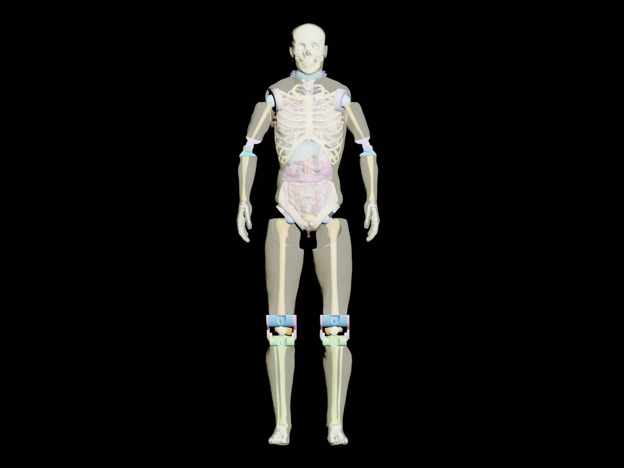 Adult Male Full Body X-Ray/CT and MRI Phantom Model - Product designs