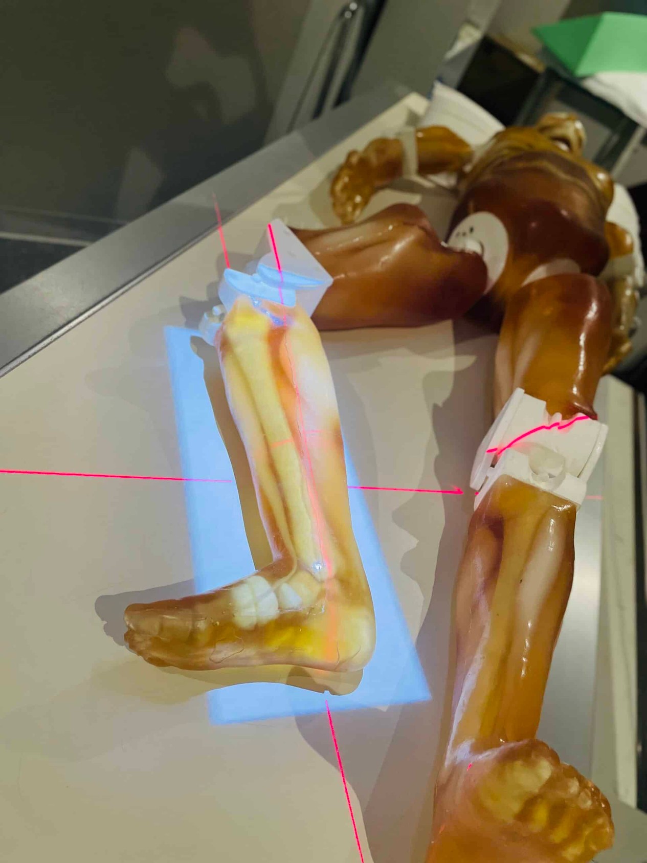 Adult Male Full Body X-Ray/CT and MRI Phantom Model
