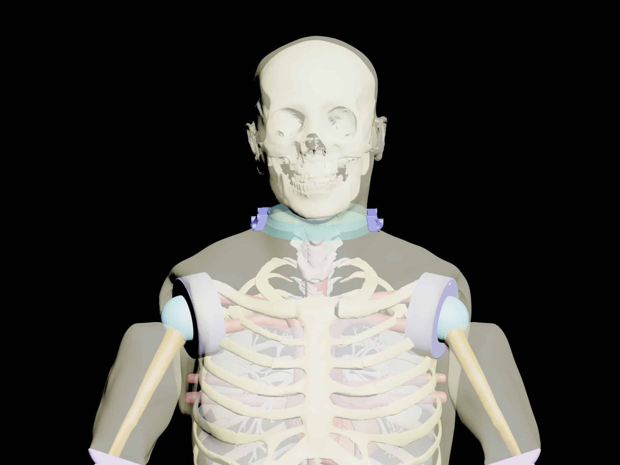 Adult Male Full Body X-Ray/CT and MRI Phantom Model - Product designs