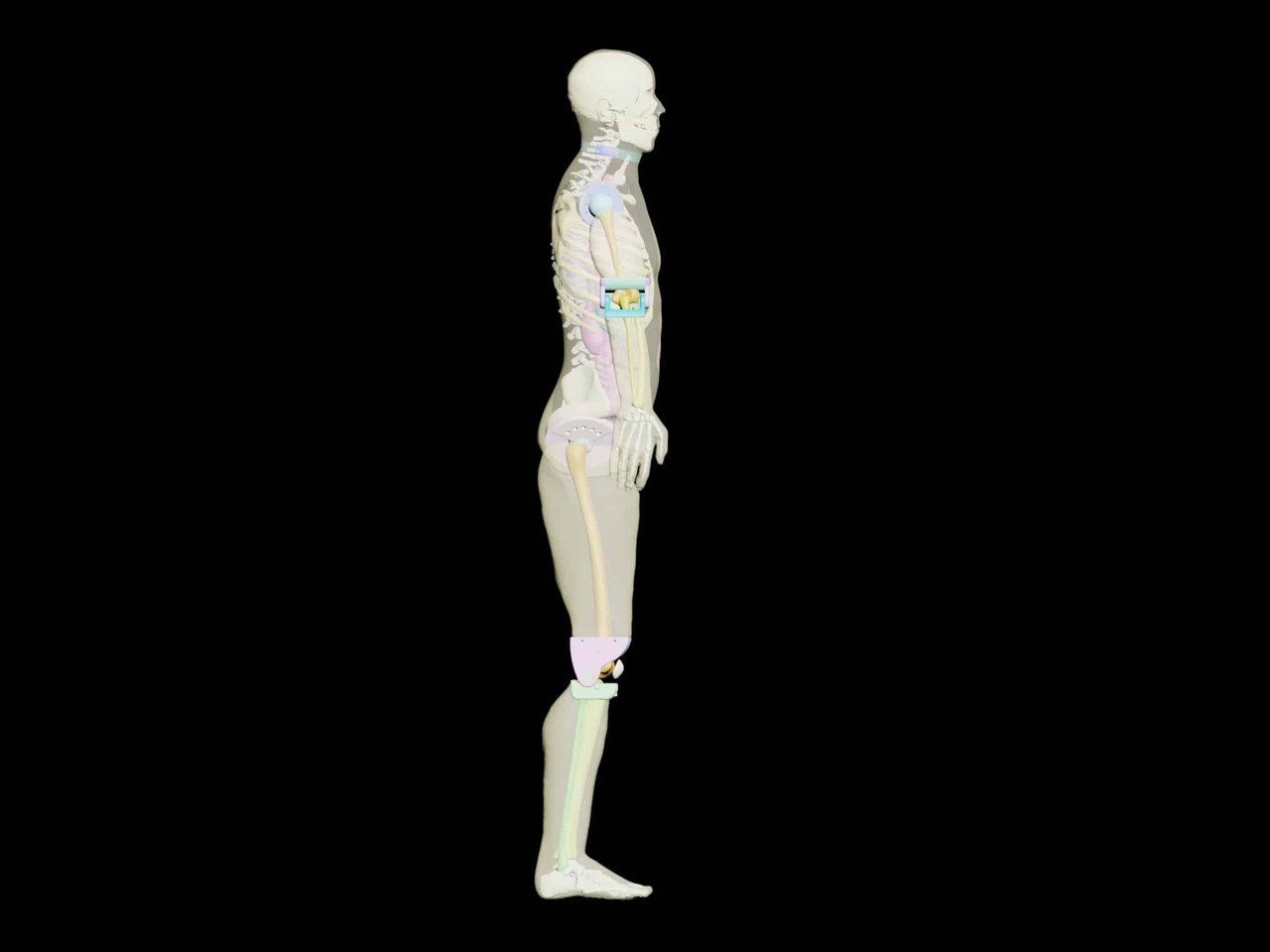 Adult Male Full Body X-Ray/CT and MRI Phantom Model - Product designs