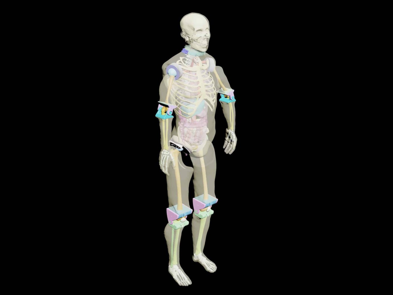 Adult Male Full Body X-Ray/CT and MRI Phantom Model - Product designs