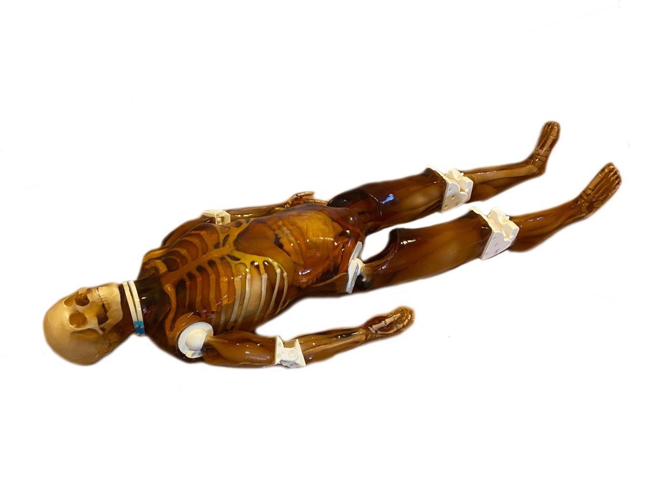 Adult Male Full Body with Muscles X-Ray/CT and MRI Phantom Model