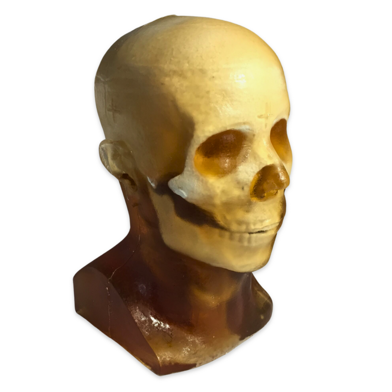 Adult Head X-Ray/CT and MRI Training Phantom Model
