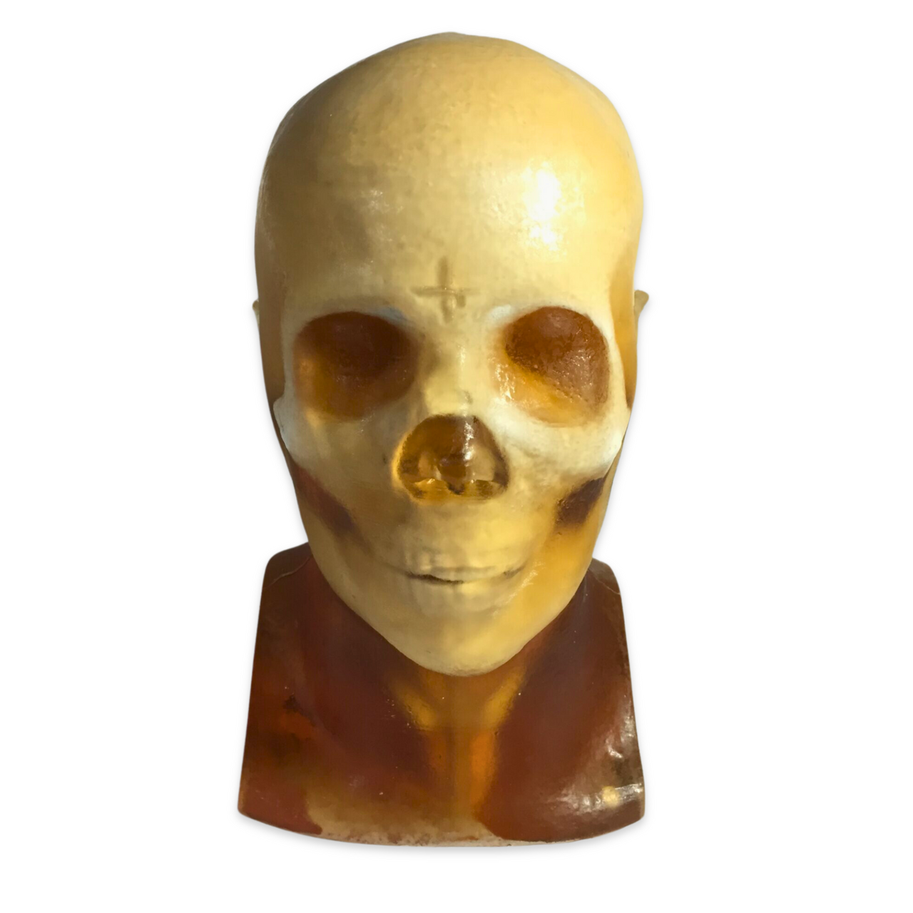 Adult Head X-Ray/CT and MRI Training Phantom Model