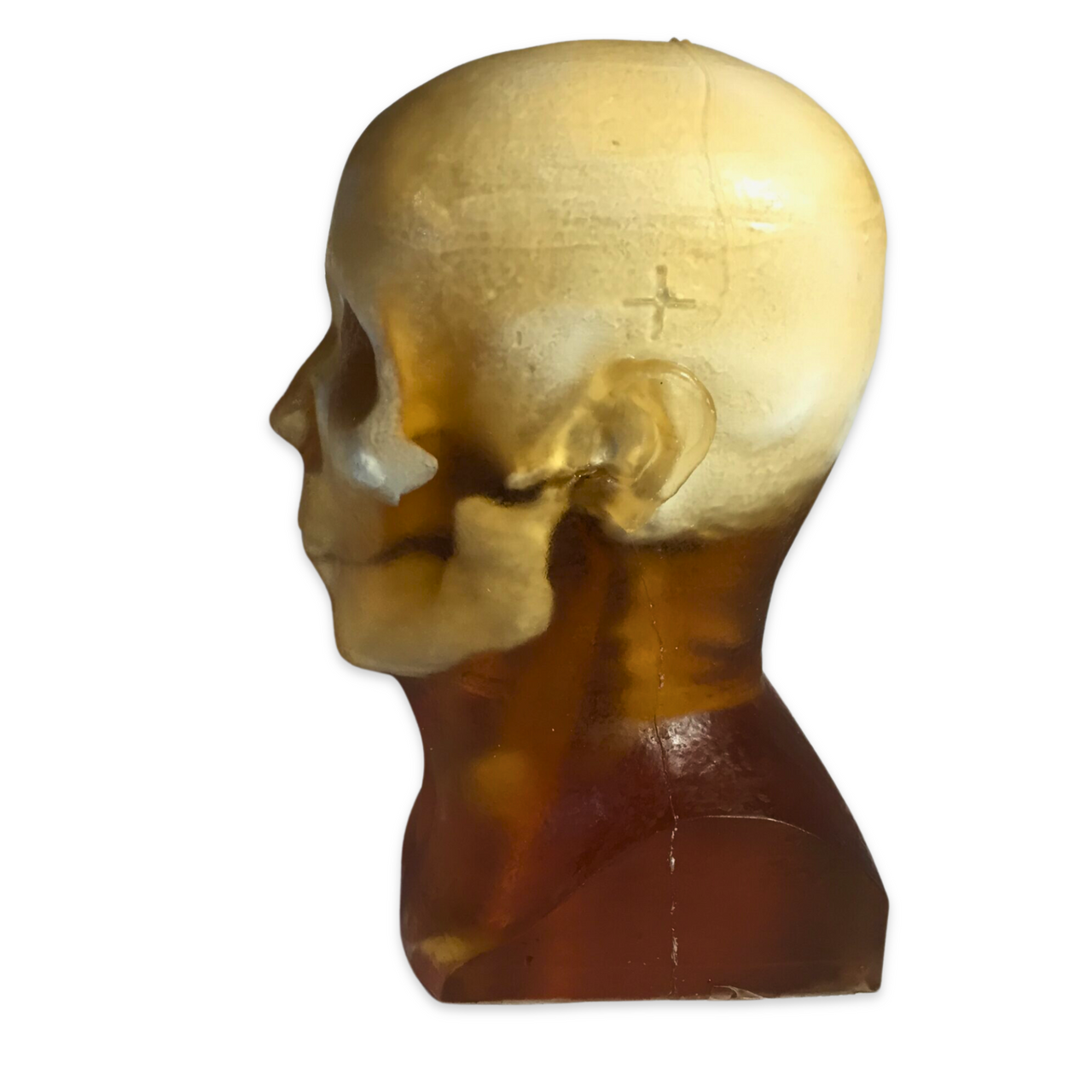 Adult Head X-Ray/CT and MRI Training Phantom Model
