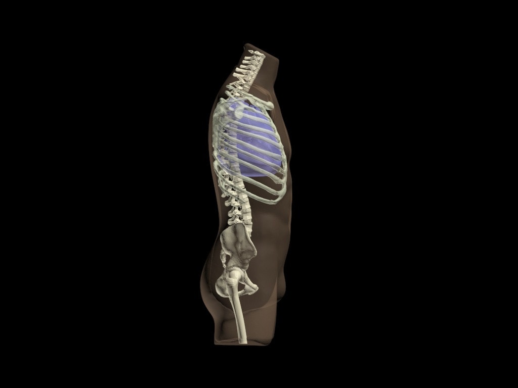 Adult Female Torso for X-Ray CT, MRI