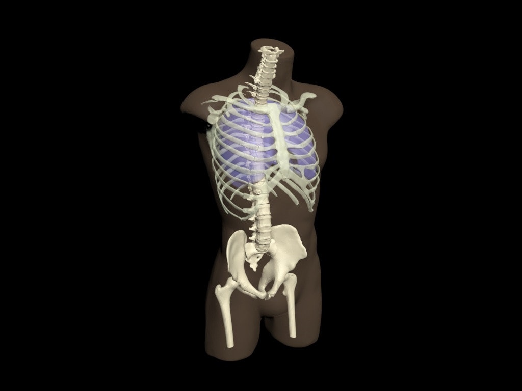 Adult Female Torso for X-Ray CT, MRI