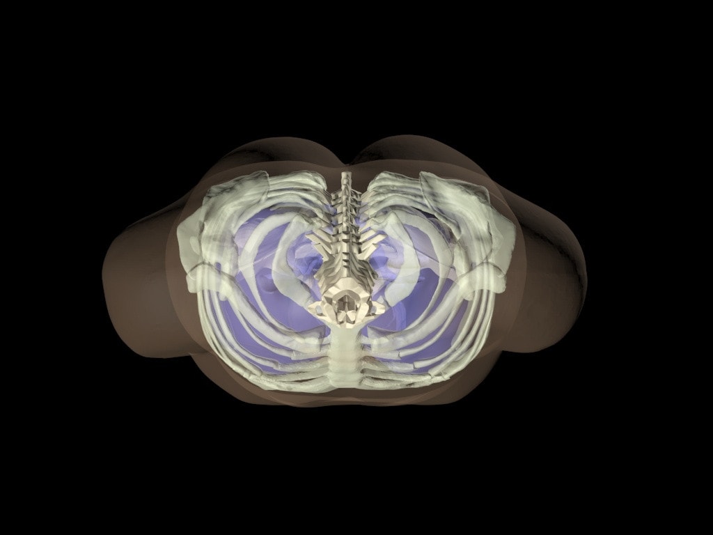 Adult Female Torso for X-Ray CT, MRI