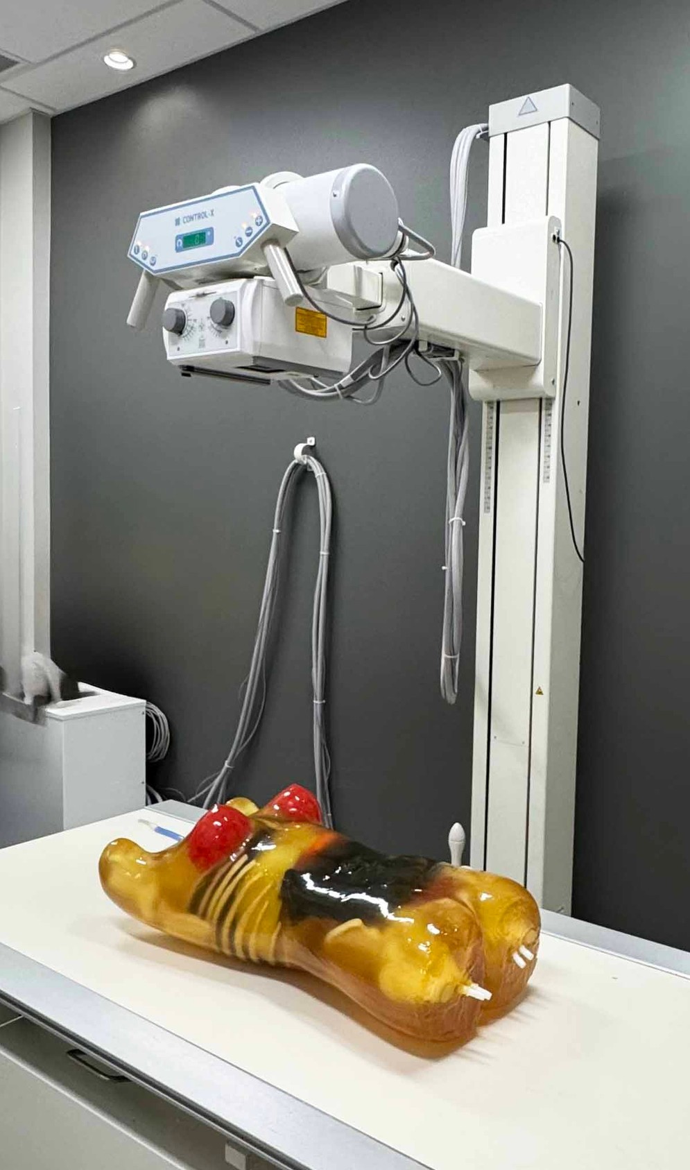 Adult Female Torso for X-Ray CT, MRI