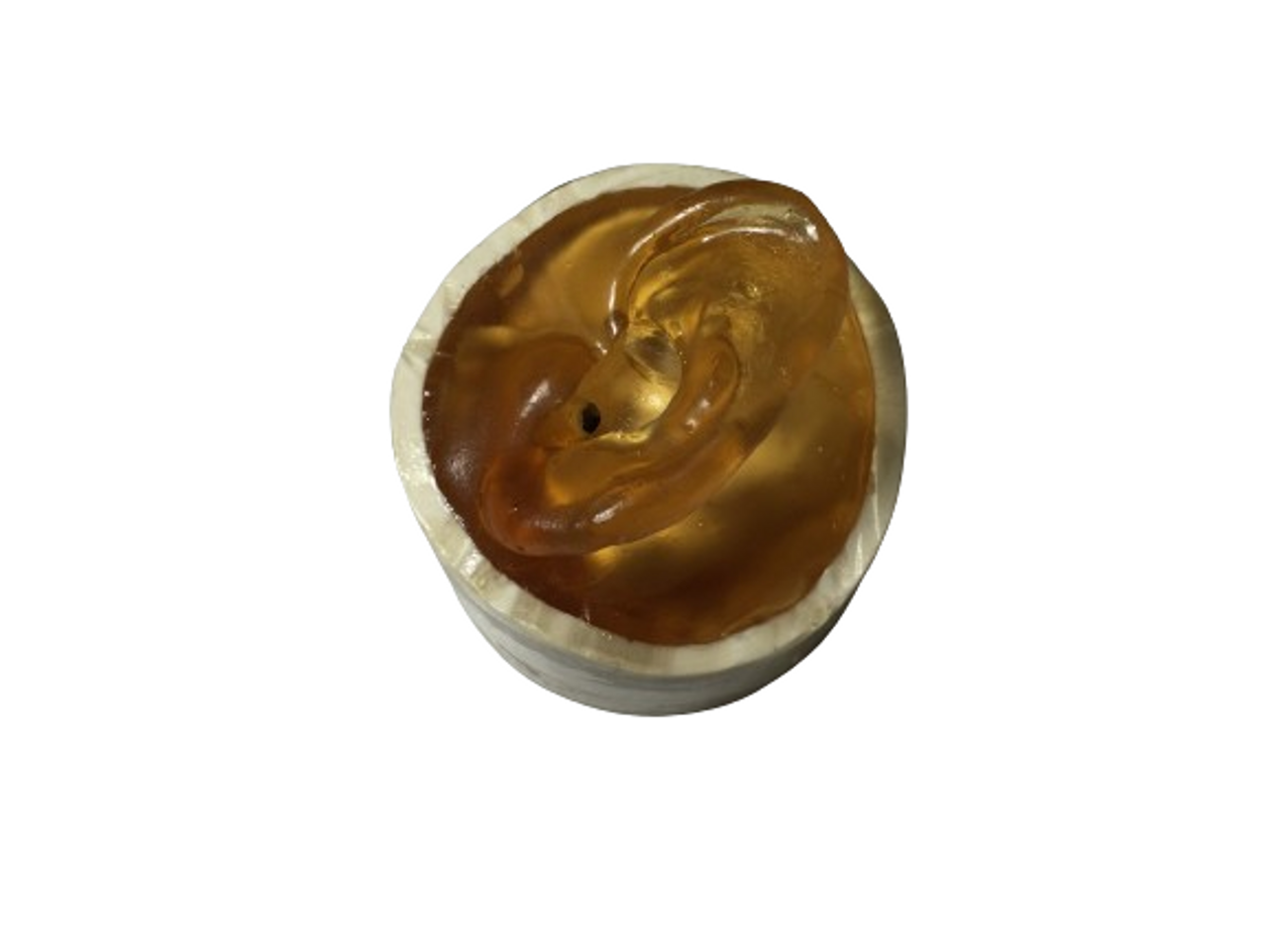 Adult Ear Phantom Model